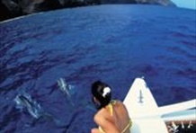 Captain Andy's Na Pali Snorkel Sail